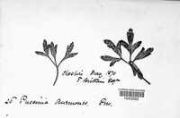 Puccinia anemones image